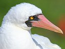 Nazca Boobie